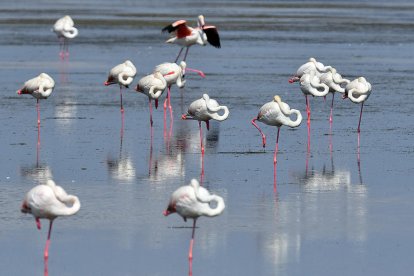 Una colònia del flamencs al Parc Natural del Delta de l'Ebre