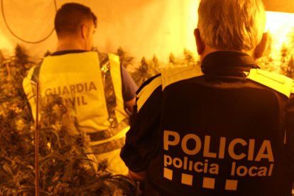 Imagen de archivo de una actuación policial en una plantación de marihuana.