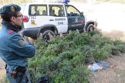 Imagen de las plantas que fueron confiscadas.