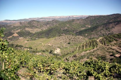 Diverses vinyes al terme municipal de Porrera, al Priorat, amb la Serra de Montsant al fons.