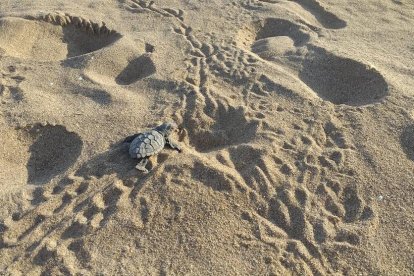 La tortuga boba en las playas de Cataluña.