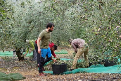 Trabajadores de la oliva en Godall, municipio que cuenta con 177 olivos milenarios.