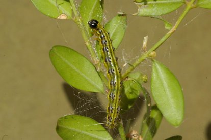 L'eruga defoliadora del boix (Cydalima perspectalis).