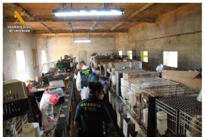 El interior de la finca con los animales cerrados en jaulas.