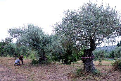 Plano general de un campo con olivos monumentales marcados con una cinta por Salvem lo Montsià en la partida de Valldepins, Ulldecona.