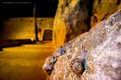 Ejemplar de caracol propio de Mallorca, localizado en la Muralla romana de Tarragona.