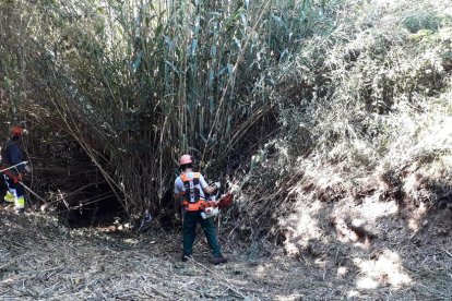 Imagen de los trabajos de la recuperación ambiental del torrente de Sant Pou, en el término de Valls.