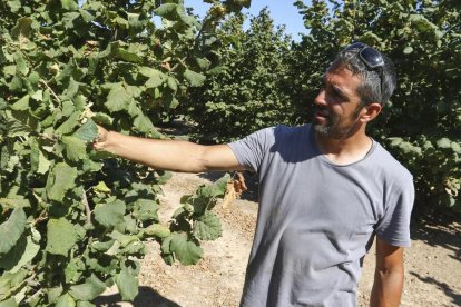 Joan Carles Gual mostrant la poca producció dels seus avellaners de la Riera de Gaià.