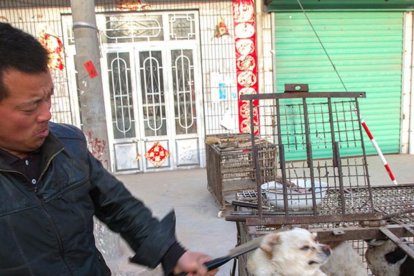 Imagen de un mercado que comercializa con perros.