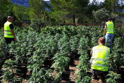 Imagen de la plantación de marihuana en Masboquera.