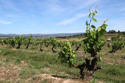 Un camp de vinya al terme municipal de Barberà de la Conca