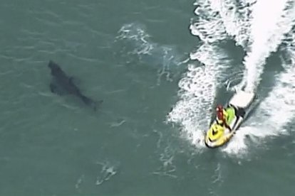 Un tauró neda a prop d'un jetski