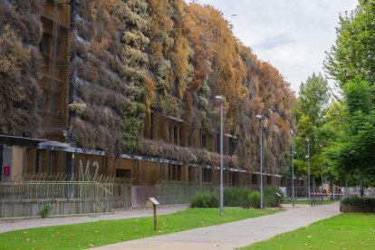 Imagen del estado de sequía que presentan las plantas del jardín vertical por la falta de riego.