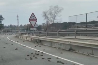 Imagen de los pájaros en la carretera en un vídeo gravado por un conductor.