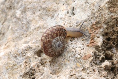 Un caracol serpiente en la muralla romana de Tarragona.