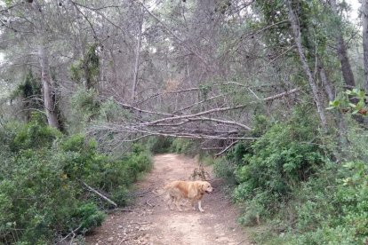 Ramas en medio de uno de los caminos de la urbanización Bosques.