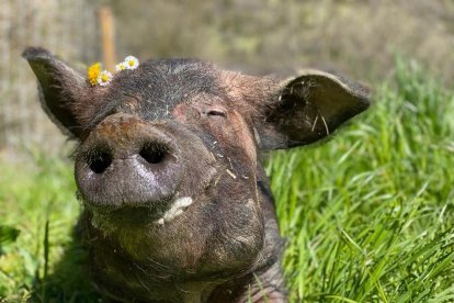 Imagen de la cerda 'Eulàlia' rescatada, en el refugio de animales.