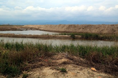 Pla general dels arrossars encara inundats, darrera de la barrera de sorra que s'ha construït a la platja de la Marquesa, a Deltebre, després del temporal Gloria.