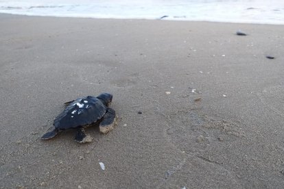 Imatge d'una tortuga careta alliberada.