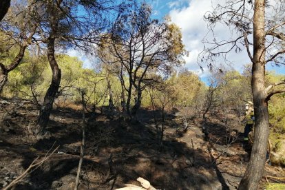 L'incendi s'ha declarat aquesta tarda al marge de la T-230 