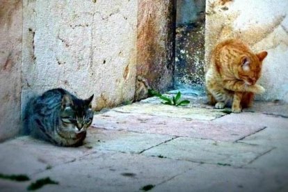 Imatge de dos gats ferals d'una de les moltes colònies que viuen a la ciutat de Tarragona