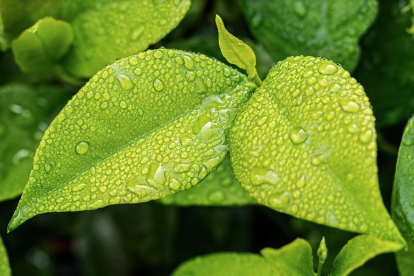 Permet augmentar la capacitat de les plantes per produir i emmagatzemar pigments antioxidants i nutrients essencials.