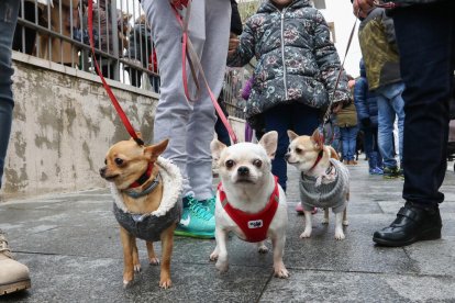 Una imatge d'arxiu de gossos passejant.