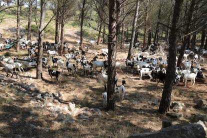 Un rebaño de cabras paciendo el bosque de la sierra de Pàndols, en la Terra Alta, el pasado 2018.