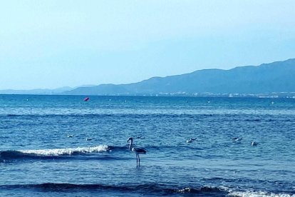 L'exemplar, de curta edat ha fet acte de presència a la costa cambrilenca aquest migdia