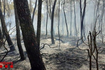 Un incendio en la zona del Pont del Diable el 20 de julio del 2019 quemó casi 5.000 m2.