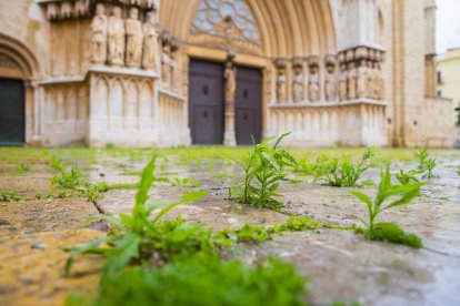 Imatge de les herbes que han sortit aquests dies de confinament al pla de la Seu, davant la catedral.