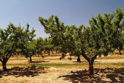 Unió de Pagesos calcula que la cosecha de almendra en secano puede disminuir un 25%.