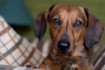 Imagen de un cachorro teckel.