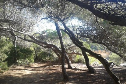 Imagen de archivo del Bosc de la Marquesa de Tarragona.