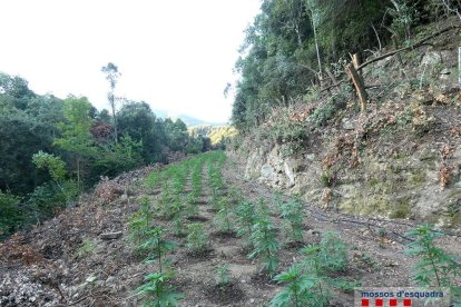 Imatge de la plantació de marihuana al Parc Natural del Montseny, on els Mossos van detenir una persona