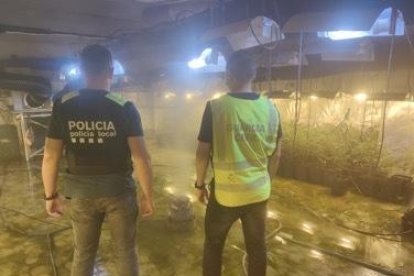 En una nau industrial de Roda es van localitzar 2.020 plantes de marihuana.