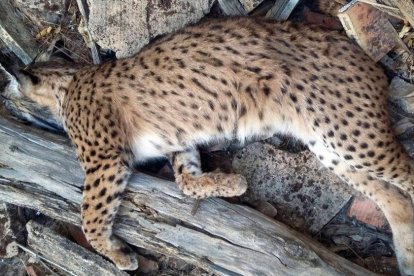 La Guàrdia Civil ha detingut a dues persones per la mort d'un exemplar de linx ibèric en el paratge Sierra d'Ortiga de Don Benito.