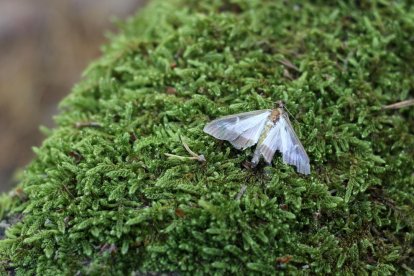 Una papallona del boix al parc natural dels Ports.