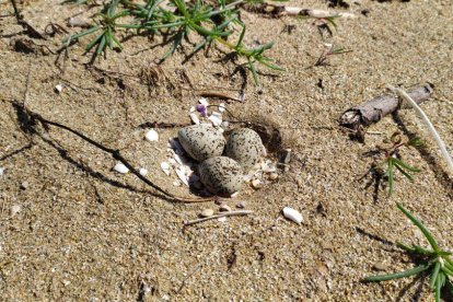 Tres ous de corriol camanegre apareguts a la platja de Calafell