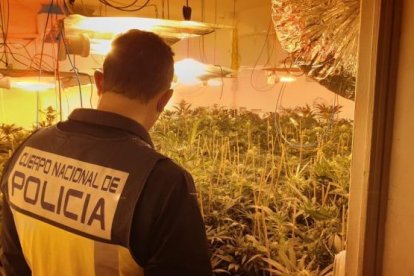 Agents de la Policia Nacional han detingut a Alacant a una parella com a presumptes propietaris d'un cultiu de marihuana que va ser desmantellat en un habitatge ocupa