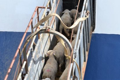 Una operación de carga de corderos en el puerto de Tarragona.