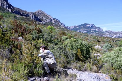 Un tècnic del parc natural dels Ports inspeccionant un boix a la part baixa del massís dels Ports.