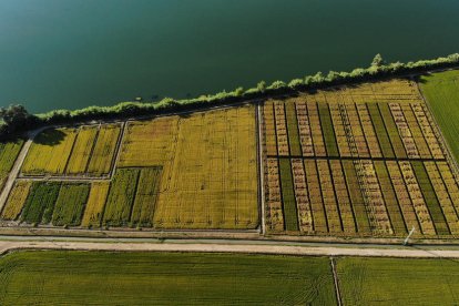 Imagen aérea de los campos experimentales del Delta Organic Rice en el Delta del Ebro donde se testea el cultivo de arroz ecológico.