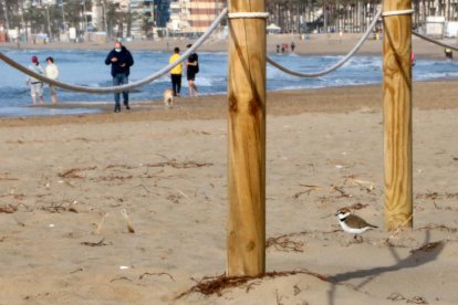 Un exemplar de corriol camanegre a la platja de Segur de Calafell, amb diverses persones passejant per la sorra.