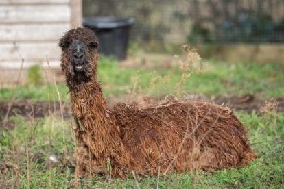 El zoo de Londres busca nombre para sus alpacas.