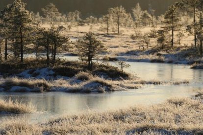 Una ciénaga en Riisa, en el Parque Nacional de Soomaa, en Estonia