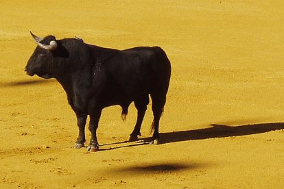 Imatge d'arxiu d'un toro.