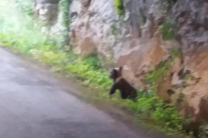 El osezno de tres meses localizado en los montes de Proaza