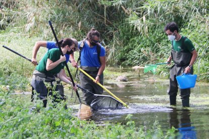 Plano abierto de trabajadores capturando peces en el río Francolí en Tarragona para trasladarlos a un tramo más alto del curso del río.