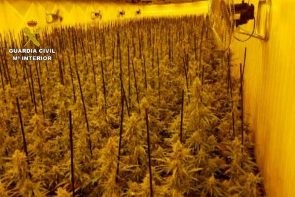 La plantación de marihuana en una de las naves industriales intervenidas en la operación de la Guardia Civil.